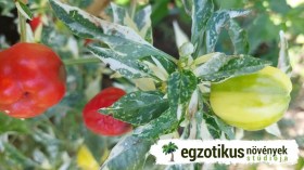 Tarkalevelű Csengettyű édespaprika - Édespaprika ritkaságok az Egzotikus Növények Stúdiója kínálatában